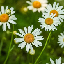 Load image into Gallery viewer, Chamomile - Organic