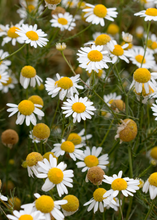 Load image into Gallery viewer, Chamomile