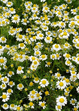 Load image into Gallery viewer, Chamomile