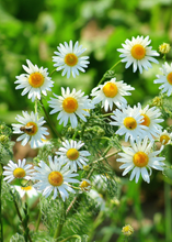Load image into Gallery viewer, Chamomile
