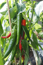 Load image into Gallery viewer, Pepper, Korean Dark Green