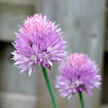 Load image into Gallery viewer, Chives - Organic
