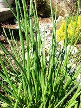 Load image into Gallery viewer, Chives , Onion