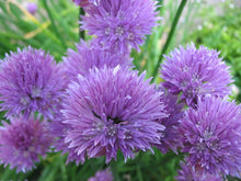 Load image into Gallery viewer, Chives , Onion