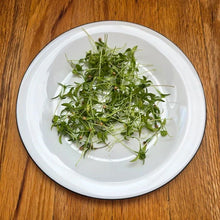Load image into Gallery viewer, Cilantro Microgreens Seeds