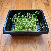 Load image into Gallery viewer, Cilantro Microgreens Seeds