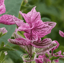 Load image into Gallery viewer, Sage, Pink Sundae Clary – 50 Seeds