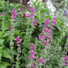 Load image into Gallery viewer, Sage, Pink Sundae Clary – 50 Seeds