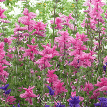 Load image into Gallery viewer, Sage, Pink Sundae Clary – 50 Seeds