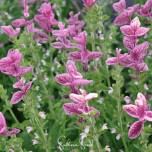 Load image into Gallery viewer, Sage, Pink Sundae Clary – 50 Seeds