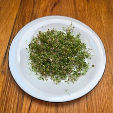Load image into Gallery viewer, Clover Microgreens Seeds