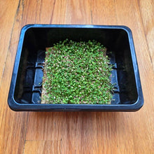 Load image into Gallery viewer, Clover Microgreens Seeds