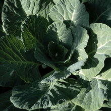 Load image into Gallery viewer, Collard Greens, Georgia