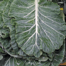 Load image into Gallery viewer, Collard Greens, Georgia