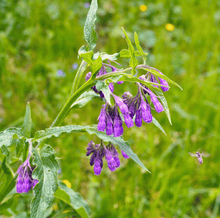 Load image into Gallery viewer, True Comfrey – 20 Seeds