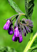 Load image into Gallery viewer, Comfrey