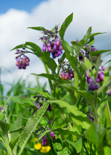 Load image into Gallery viewer, Comfrey
