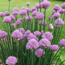 Load image into Gallery viewer, Chives - Organic