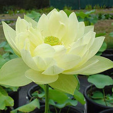 Load image into Gallery viewer, Lotus, Giant Sunburst Seeds