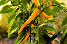 Load image into Gallery viewer, Pepper, Cayenne Mix