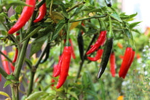 Load image into Gallery viewer, Pepper, Cayenne Mix