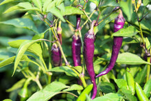 Load image into Gallery viewer, Pepper, Cayenne Mix