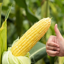 Load image into Gallery viewer, Corn, Sweet Honey Select