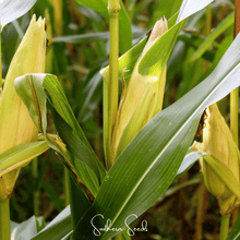 Load image into Gallery viewer, Corn, Kandy Korn