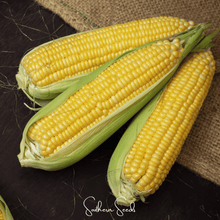 Load image into Gallery viewer, Corn, Kandy Korn