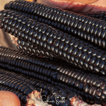 Load image into Gallery viewer, Corn, Morado Montana Maize