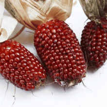Load image into Gallery viewer, Corn, Strawberry