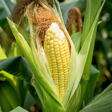 Load image into Gallery viewer, Corn, Sugar Buns