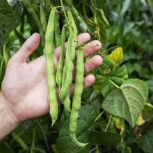 Load image into Gallery viewer, Cow Pea, Iron Clay