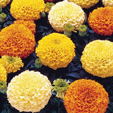 Load image into Gallery viewer, Marigold, Crackerjack