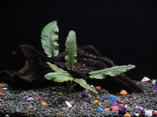 Load image into Gallery viewer, 8 Species Aquarium Plants Bundle – Anacharis, Hornwort, Amazon Sword, Moneywort, Ludwigia and Cryptocoryne