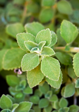 Load image into Gallery viewer, Oregano, Cuban