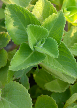 Load image into Gallery viewer, Oregano, Cuban
