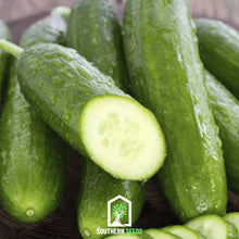 Load image into Gallery viewer, Cucumber, Beit Alpha