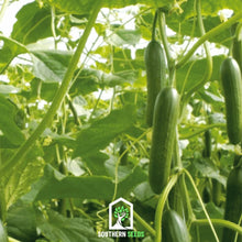 Load image into Gallery viewer, Cucumber, Beit Alpha