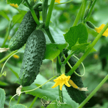 Load image into Gallery viewer, Cucumber, H-19 Little Leaf