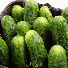 Load image into Gallery viewer, Cucumber, National Pickling