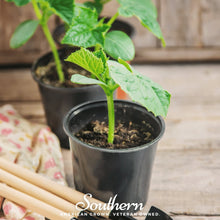 Load image into Gallery viewer, Cucumber, Spacemaster