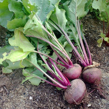 Load image into Gallery viewer, Beet, Detroit Dark Red - Organic