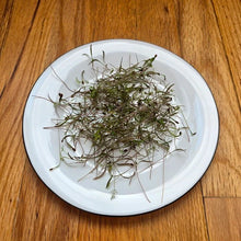 Load image into Gallery viewer, Dill Microgreens Seeds