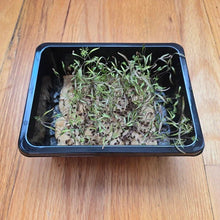 Load image into Gallery viewer, Dill Microgreens Seeds