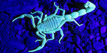Load image into Gallery viewer, Florida Bark Scorpions