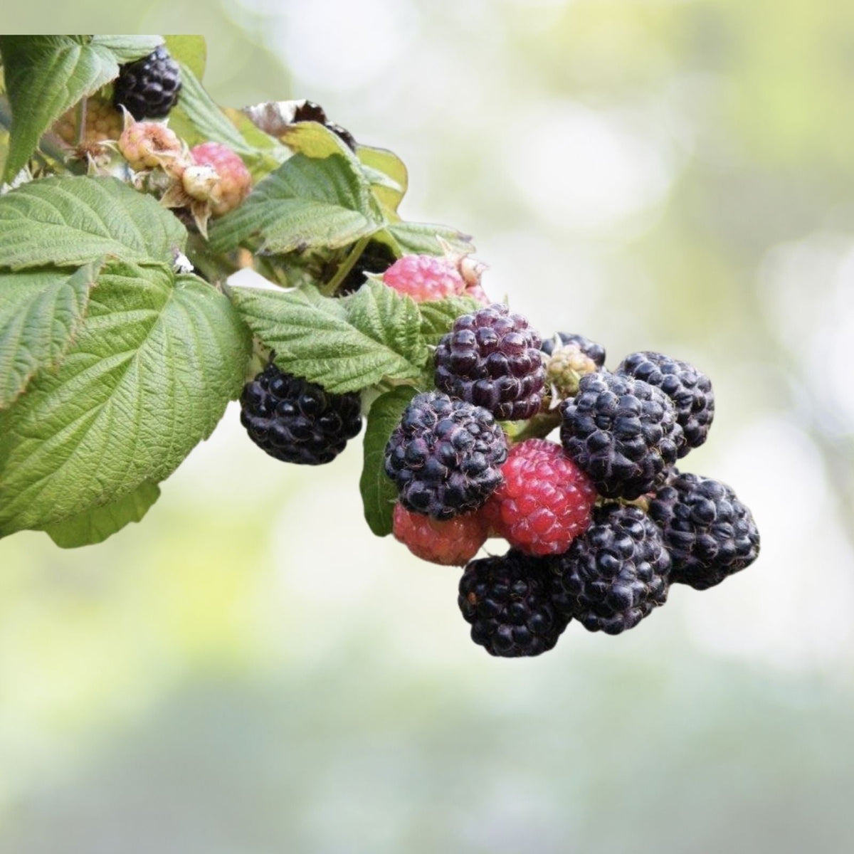 Raspberry Treasure Raspberry, Ohio Treasure Black – Live Aquaponics