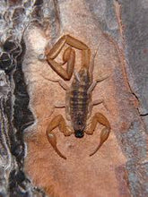 Load image into Gallery viewer, Florida Bark Scorpions