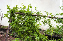 Load image into Gallery viewer, Spinach, Malabar