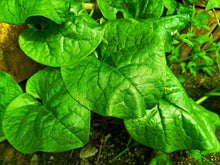 Load image into Gallery viewer, Spinach, Malabar